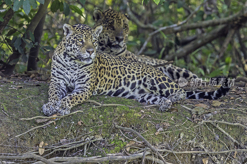 美洲虎(Panthera onca)是一种大型猫科动物，是美洲虎属猫科动物，是美洲唯一现存的美洲虎物种，在巴西潘塔纳尔发现。一对正在交配的美洲虎。